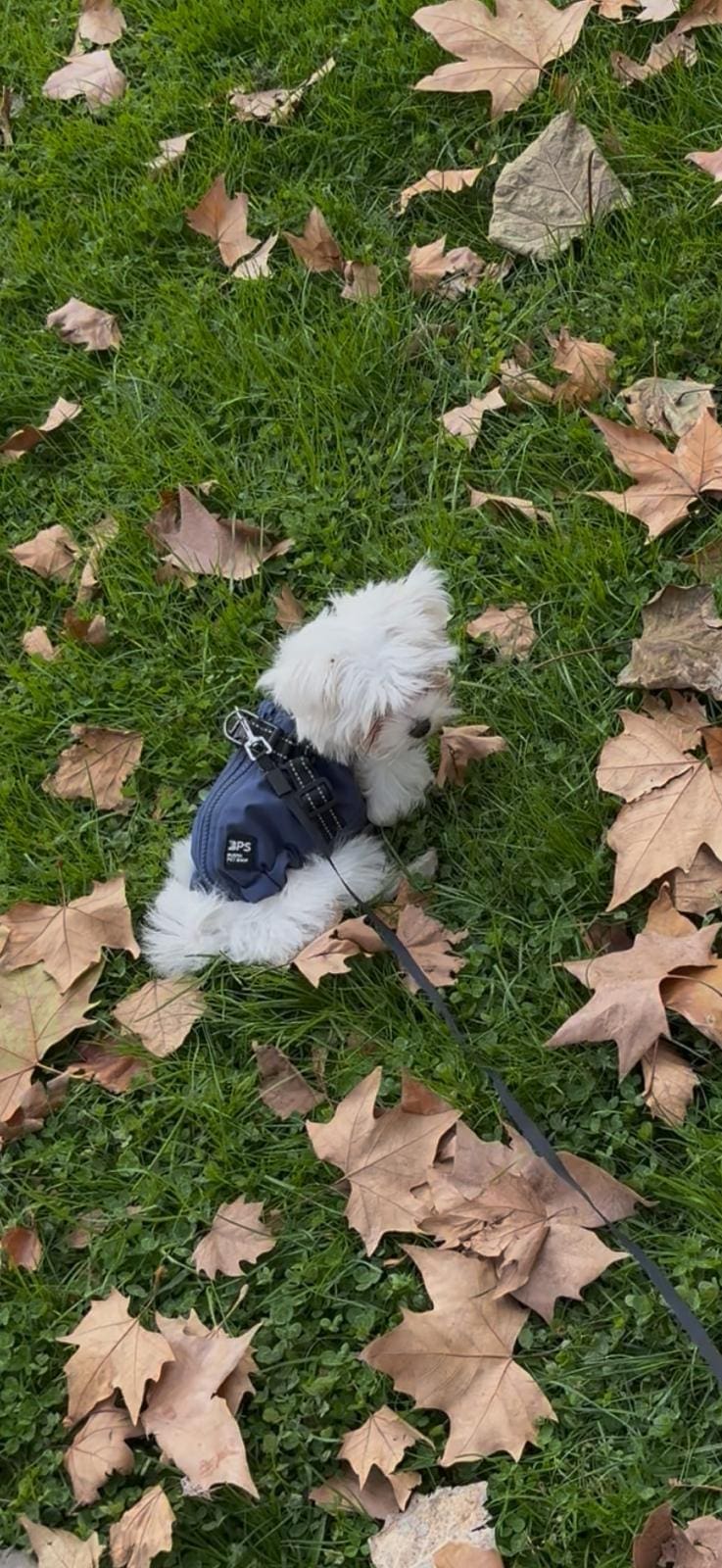 otoño